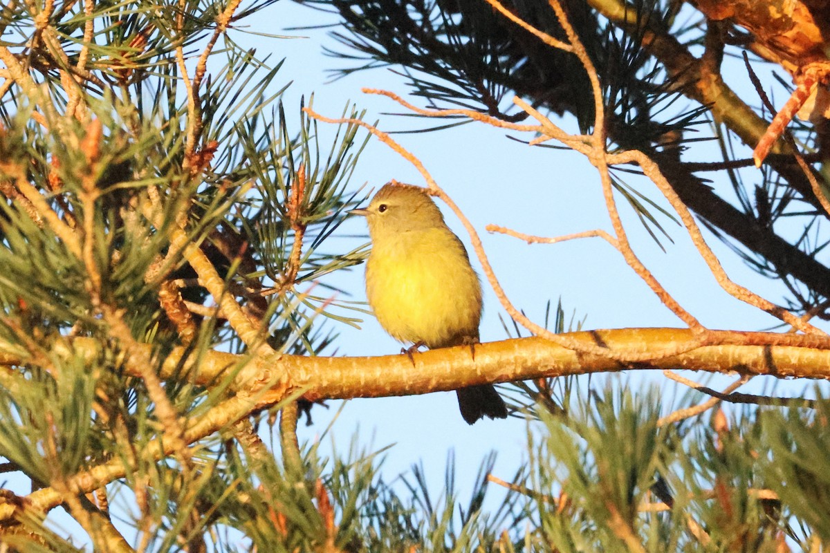 Orangefleck-Waldsänger (lutescens) - ML654010975