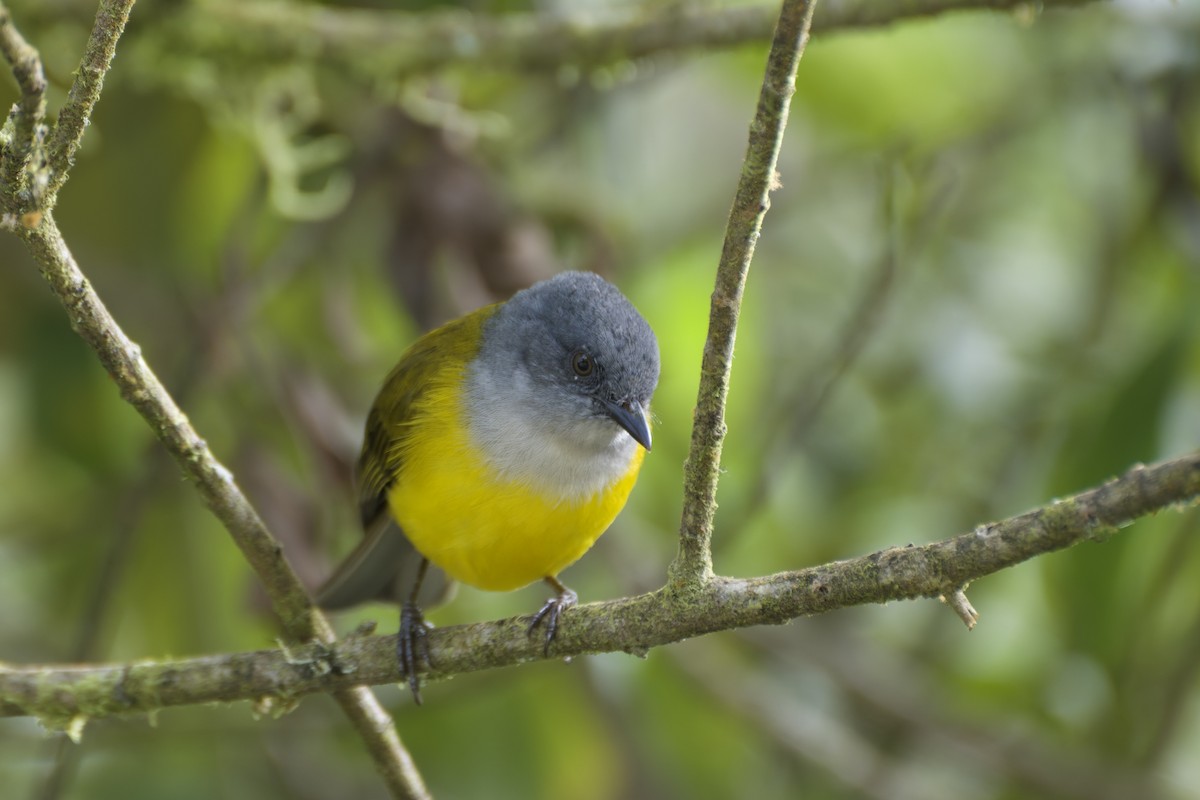 Black-billed Cnemoscopus - ML654011845