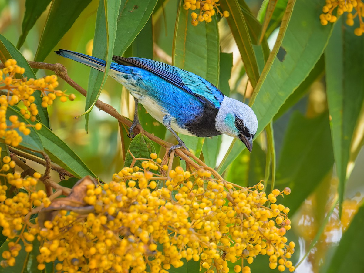 Masked Tanager - Stilpnia nigrocincta - Birds of the World
