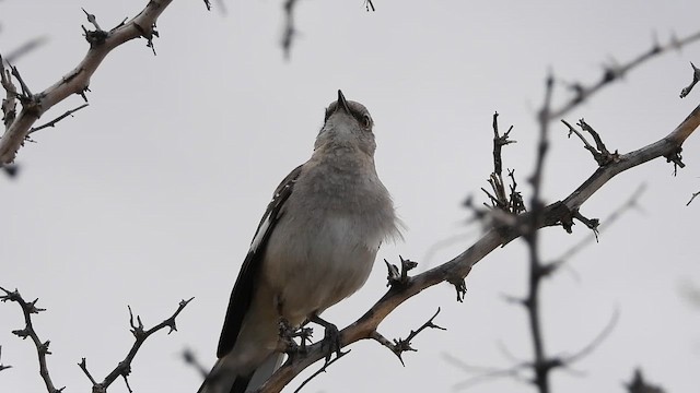 Kuzeyli Taklitçi - ML654015500