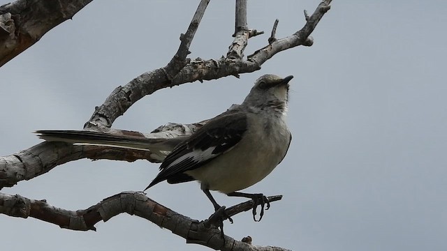 Kuzeyli Taklitçi - ML654016151