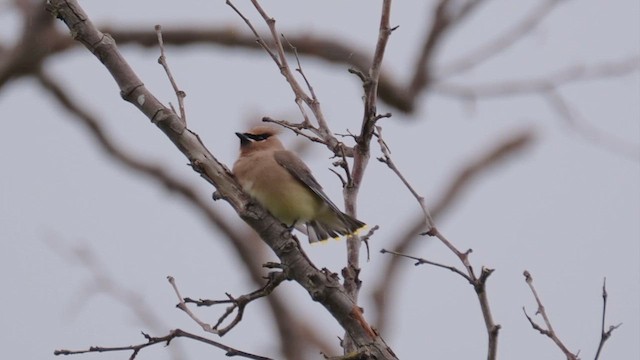 Cedar Waxwing - ML654016812
