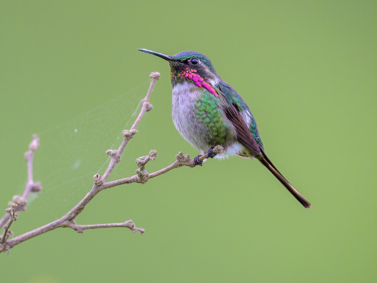 Slender-tailed Woodstar - Microstilbon burmeisteri - Birds of the World
