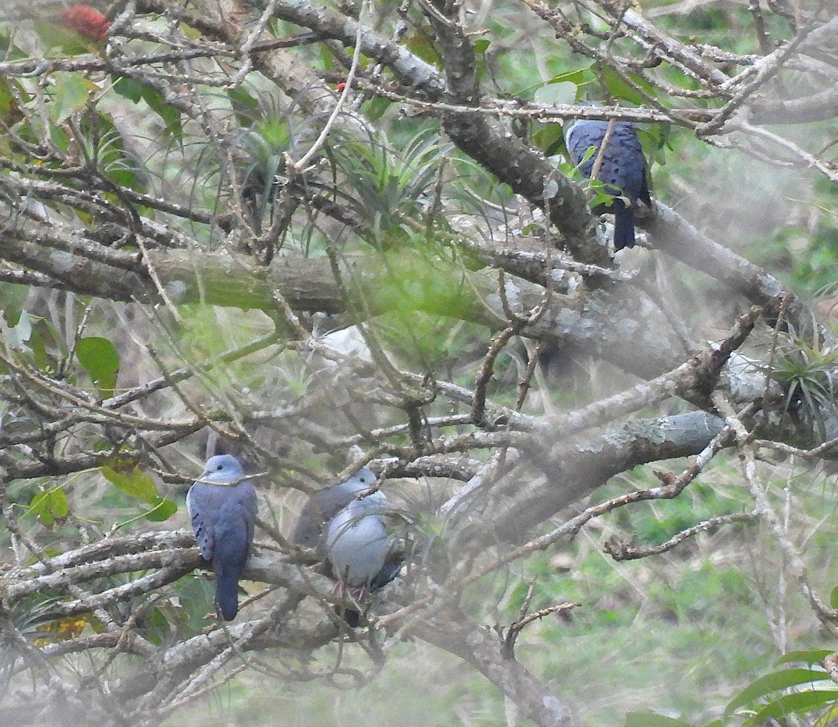 eBird Checklist - 13 Mar 2026 - Reserva de la Biosfera Selva El Ocote ...