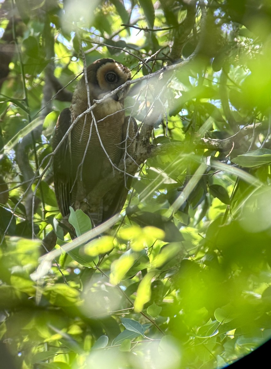 Cárabo Oriental - ML654021386