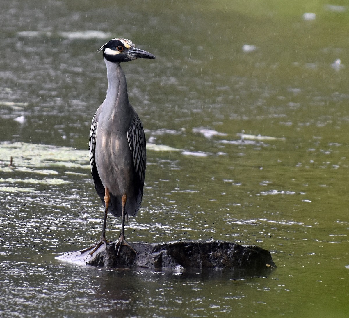 Yellow-crowned Night Heron - ML65402331