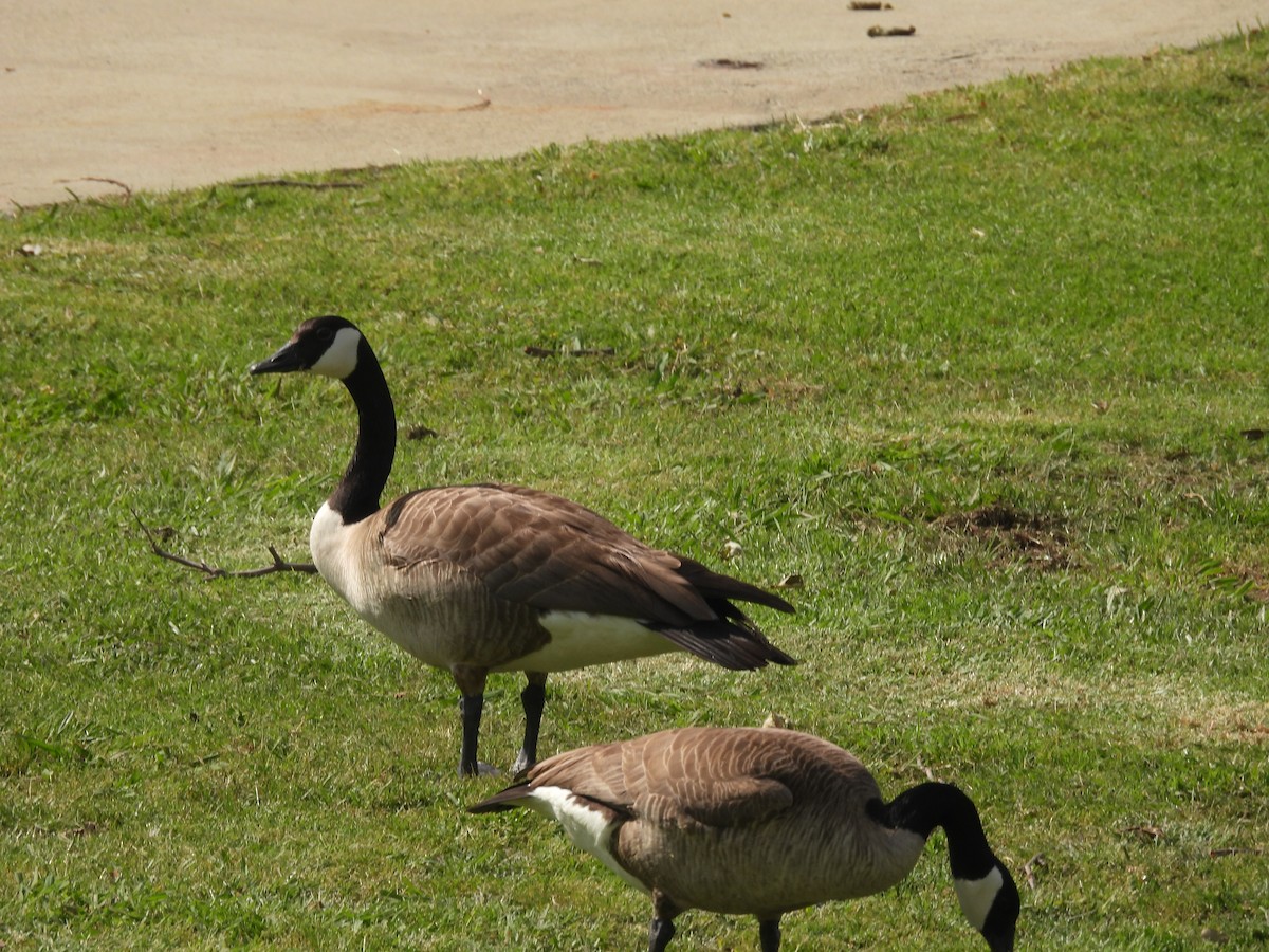 eBird Checklist - 1 Apr 2026 - Frank G. Bonelli RP--South and East ...
