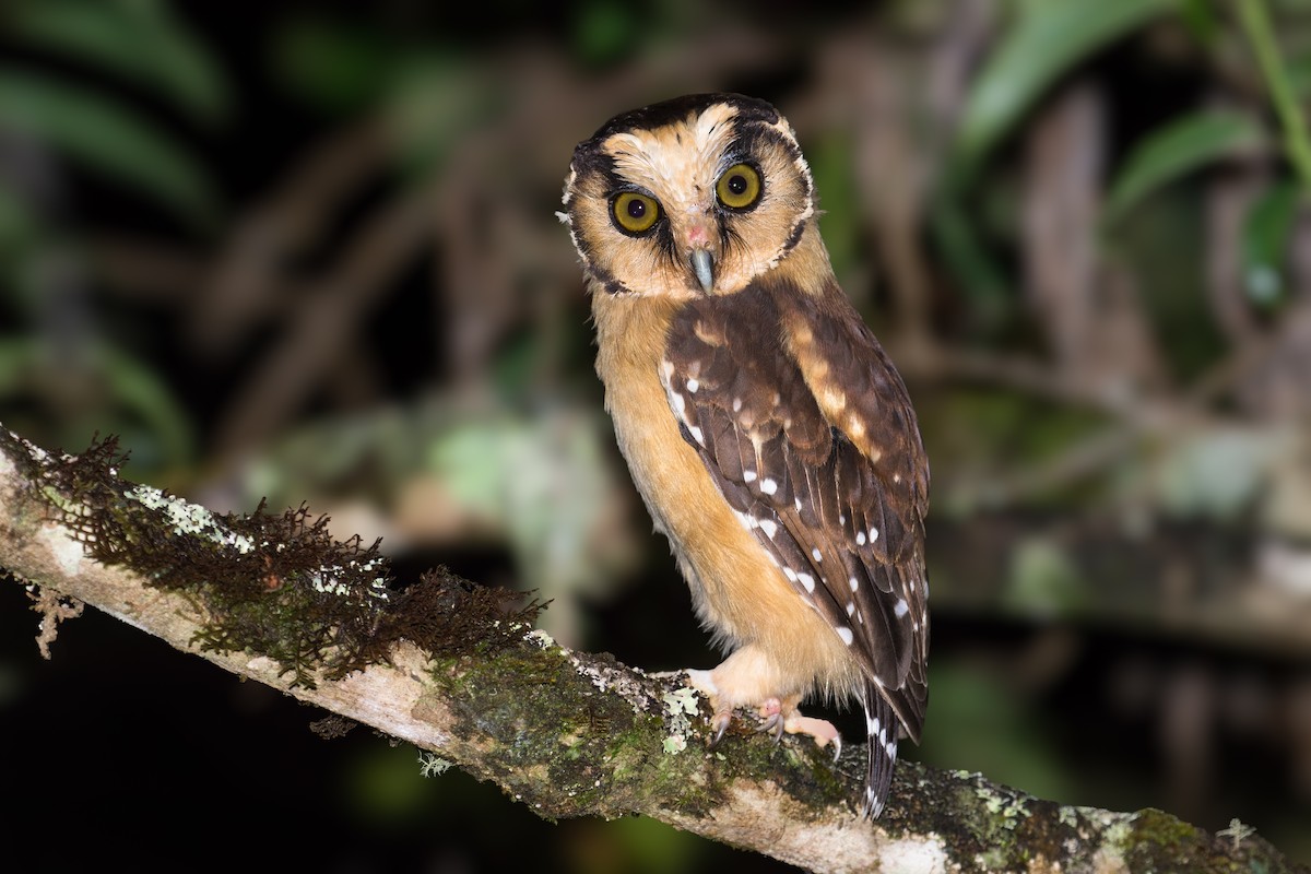 Buff-fronted Owl - ML654024979