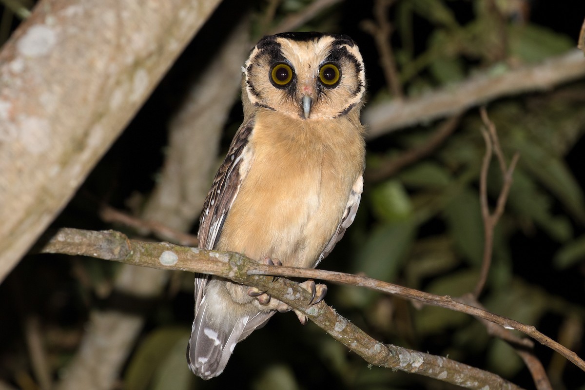 Buff-fronted Owl - ML654024981