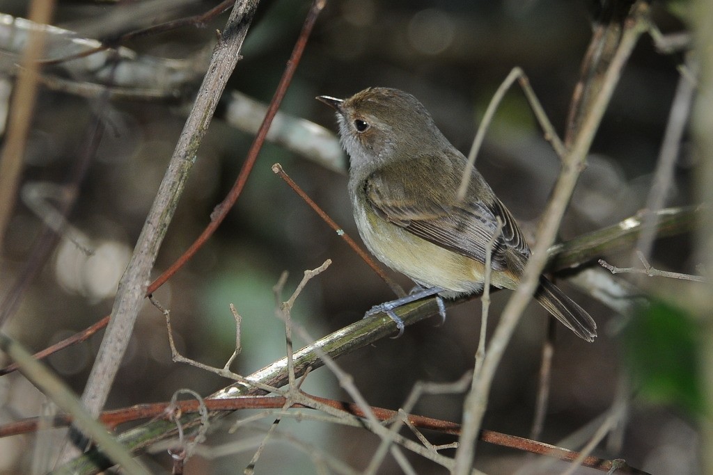 Fulvous-crowned Scrub-Tyrant - ML654025602