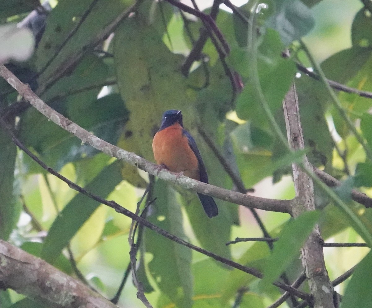 Sulawesi Blue Flycatcher (Sulawesi) - ML654026255