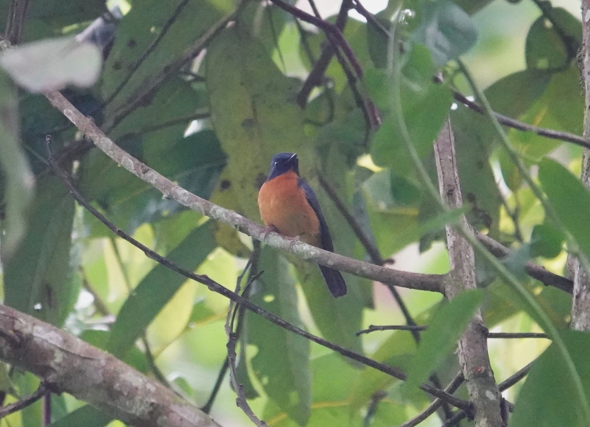 Sulawesi Blue Flycatcher (Sulawesi) - ML654026256