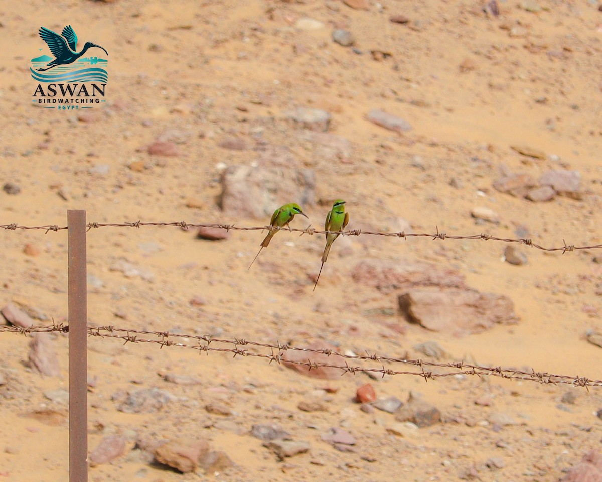 African Green Bee-eater - ML654026553