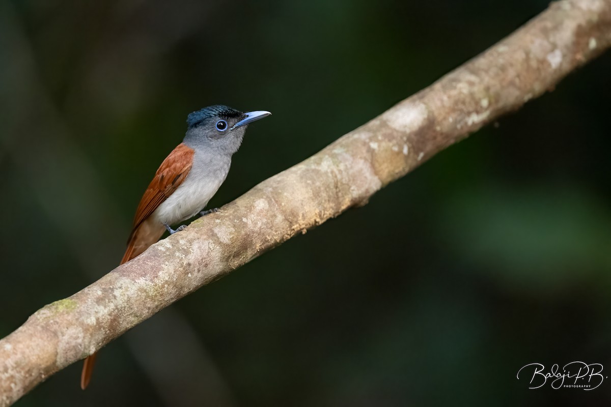ブライスサンコウチョウ - ML654027371