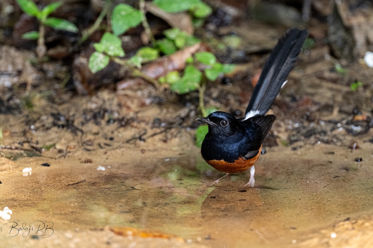 アカハラシキチョウ - ML654027384