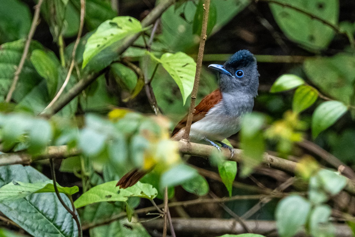 ブライスサンコウチョウ - ML654027456