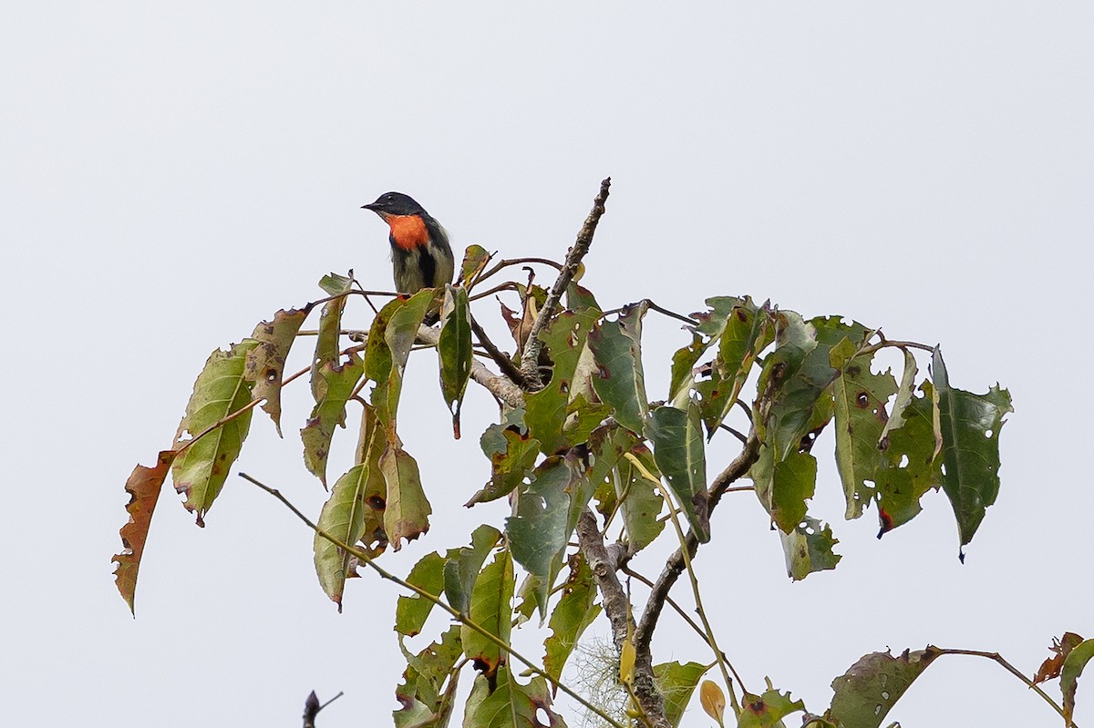 Fire-throated Flowerpecker - ML654029446