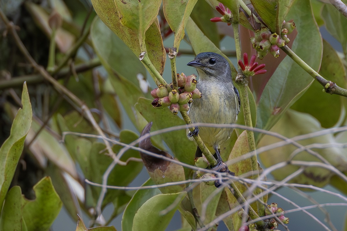 Fire-throated Flowerpecker - ML654029447