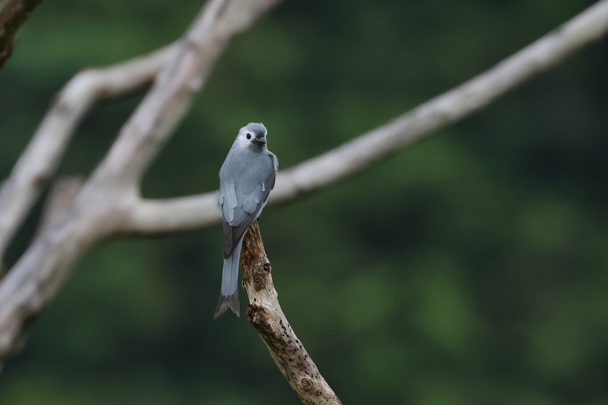 Дронго сірий - ML654029686