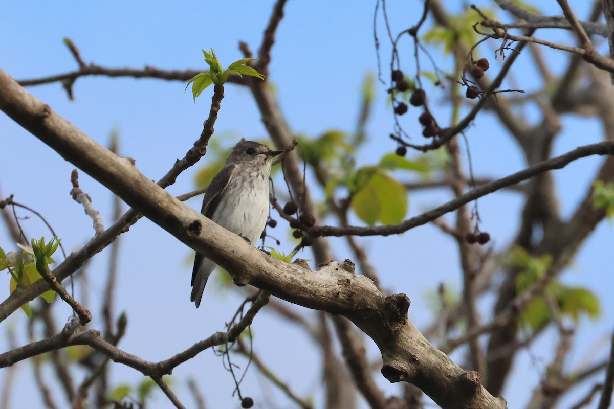 Мухоловка далекосхідна - ML654029715