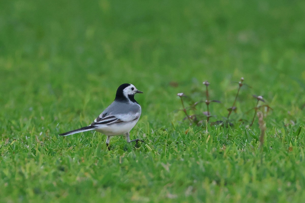 Плиска біла (підвид alba/dukhunensis) - ML654029746