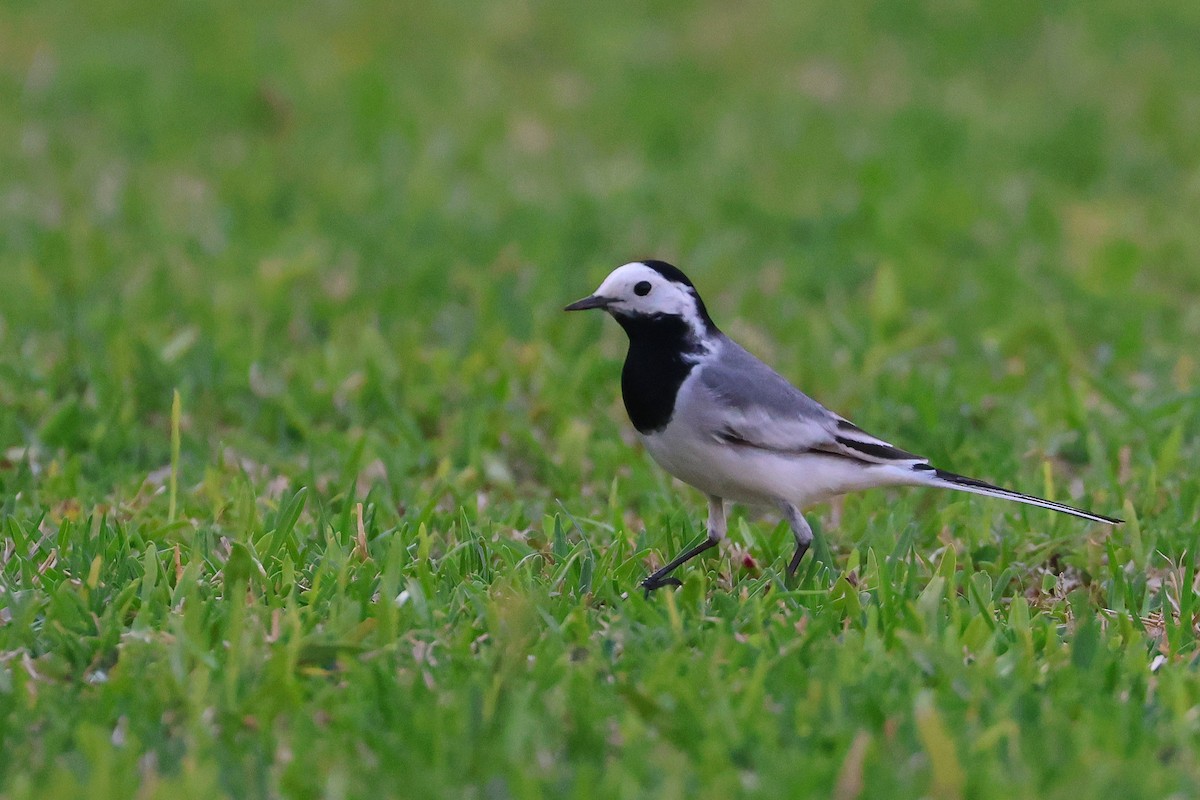 Плиска біла (підвид alba/dukhunensis) - ML654029747
