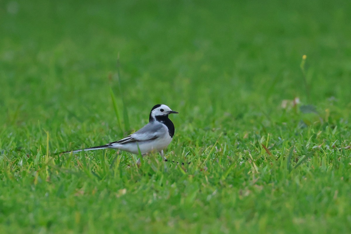 Плиска біла (підвид alba/dukhunensis) - ML654029748