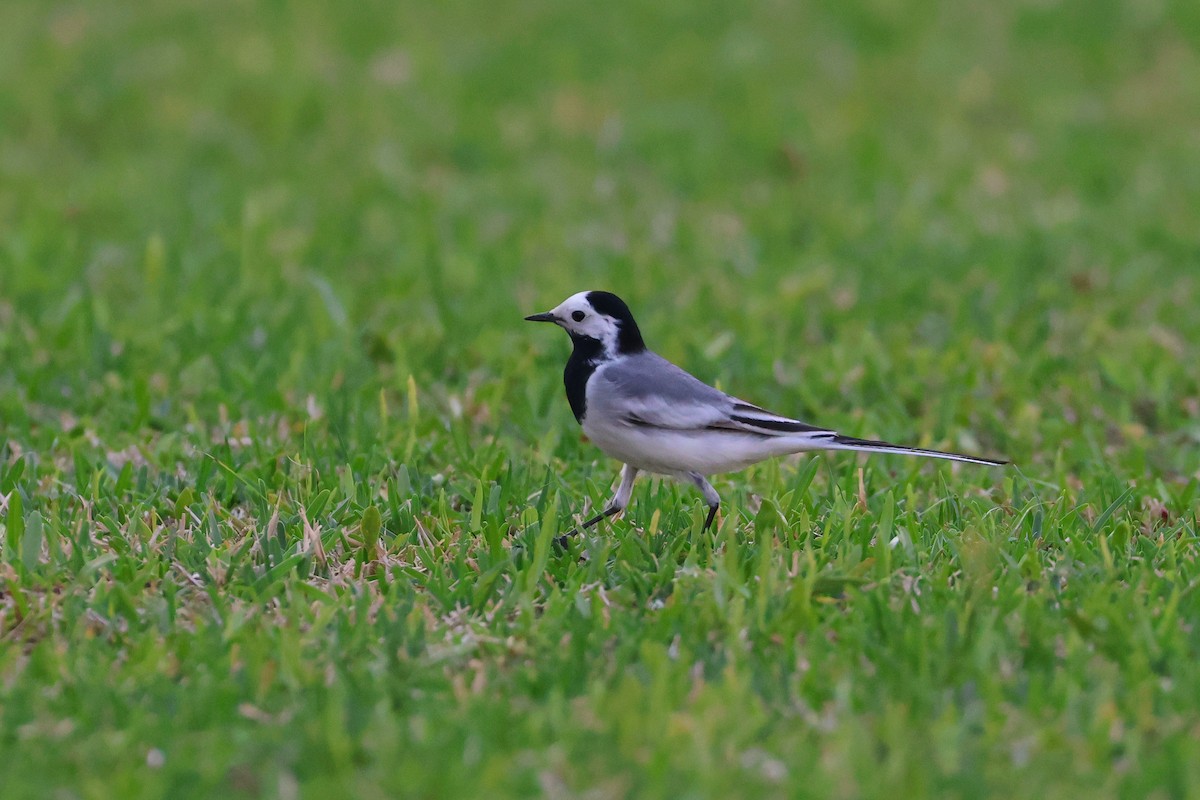 Плиска біла (підвид alba/dukhunensis) - ML654029749