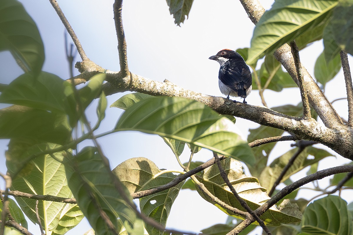 Flame-crowned Flowerpecker - ML654029814