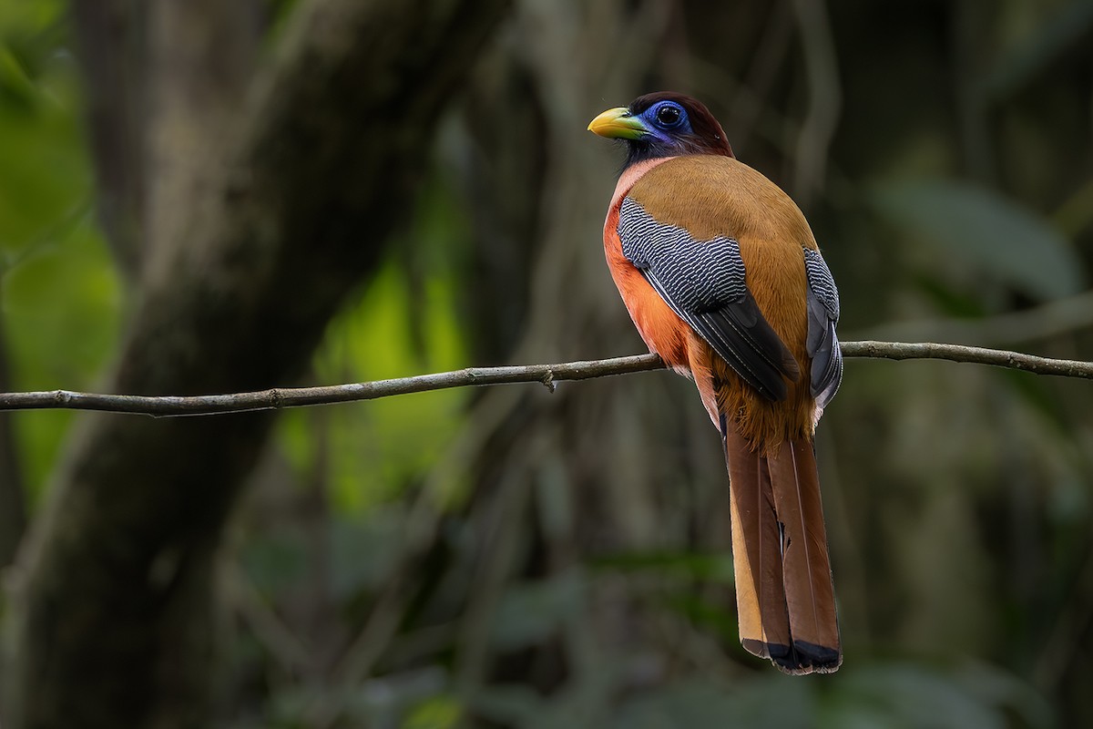 Philippine Trogon - ML654030095