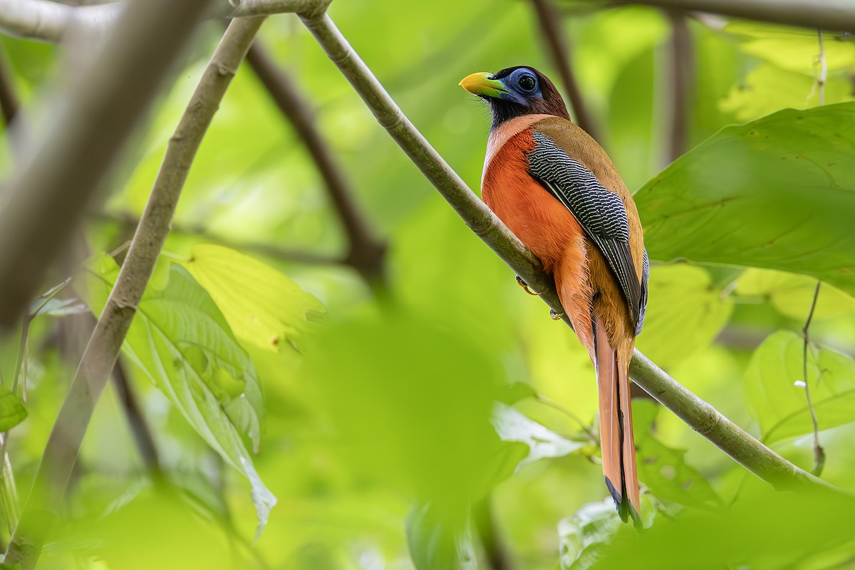 Philippine Trogon - ML654030096