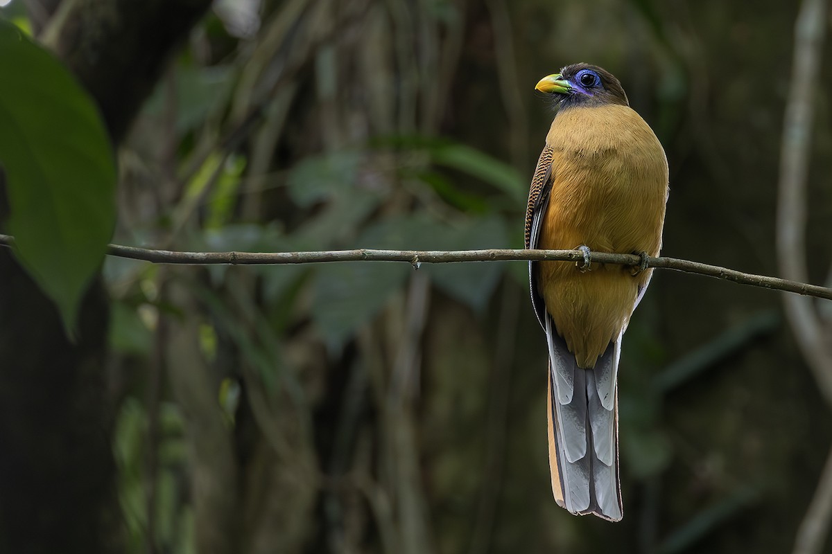 Philippine Trogon - ML654030097