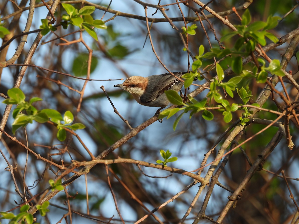 Буроголовый поползень - ML654033430