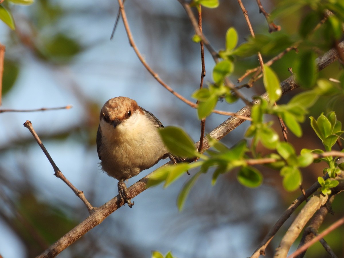 Буроголовый поползень - ML654033431