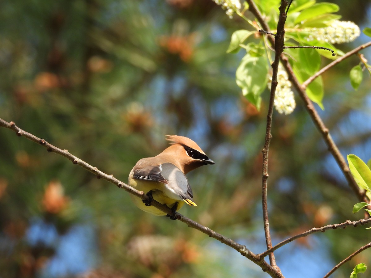 Кедровый свиристель - ML654033440