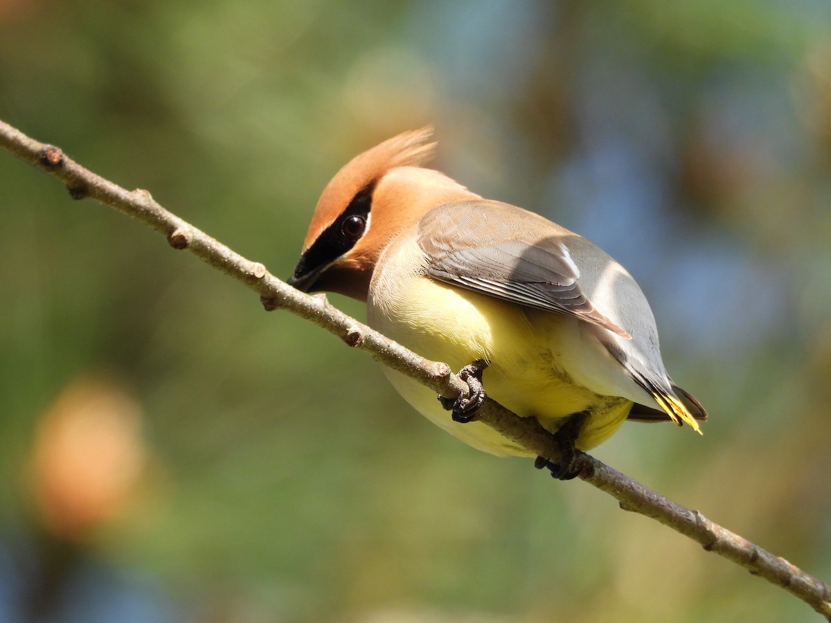 Кедровый свиристель - ML654033441