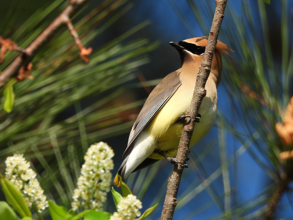 Кедровый свиристель - ML654033442