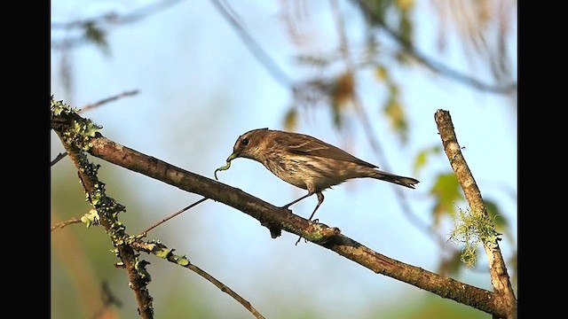 Пісняр-лісовик жовтогузий (підвид coronata) - ML654034701