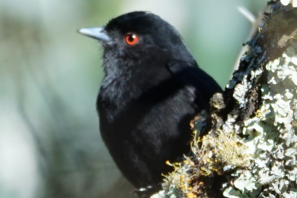 Blue-billed Black-Tyrant - ML65403481