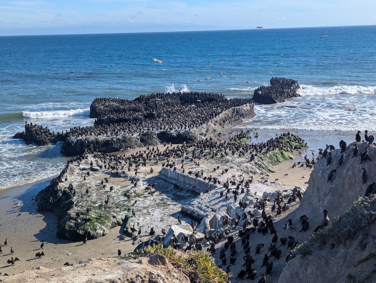 California Bird Atlas Checklist - 1 Apr 2026 - UCSB--Campus Point ...