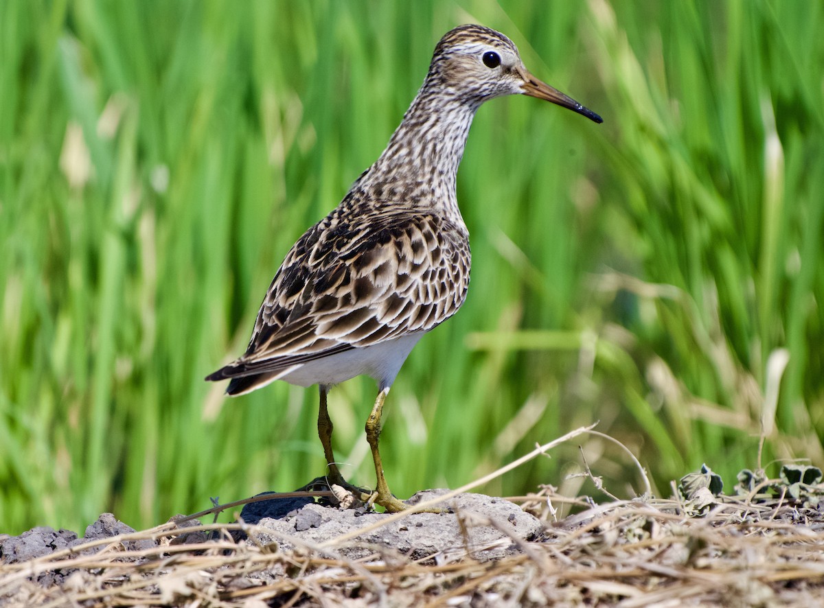 Pectoral Sandpiper - ML654038531