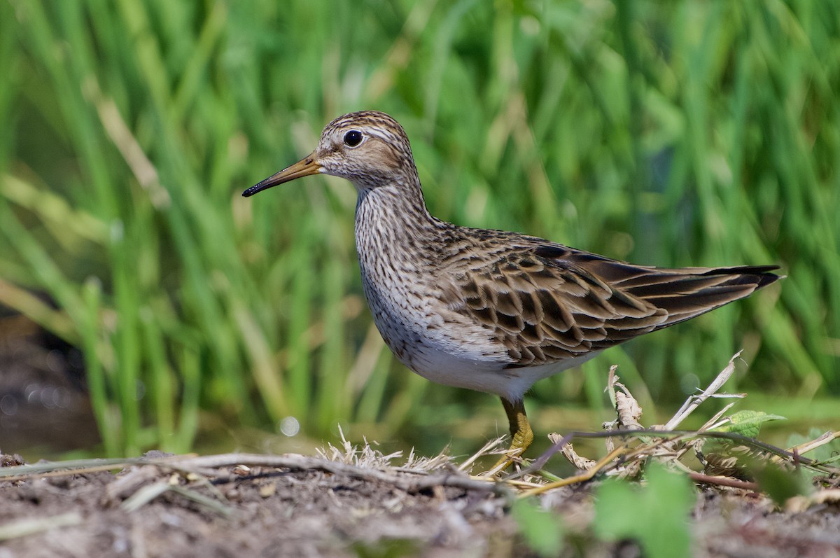 Pectoral Sandpiper - ML654038532