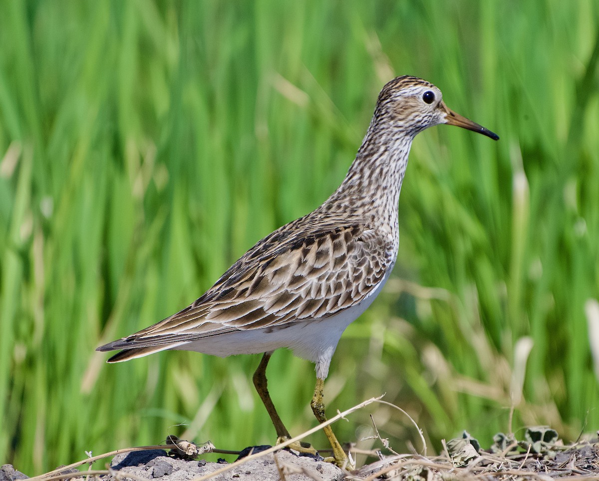 Pectoral Sandpiper - ML654038533