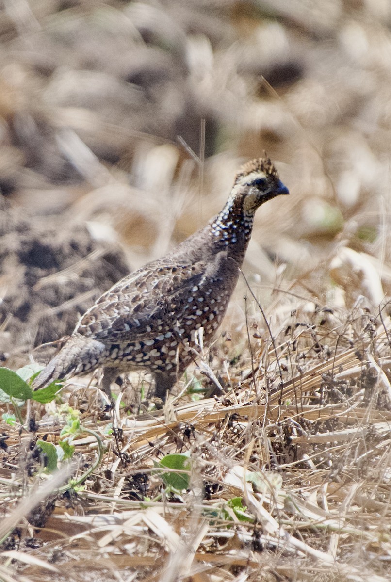 Spot-bellied Bobwhite - ML654038563
