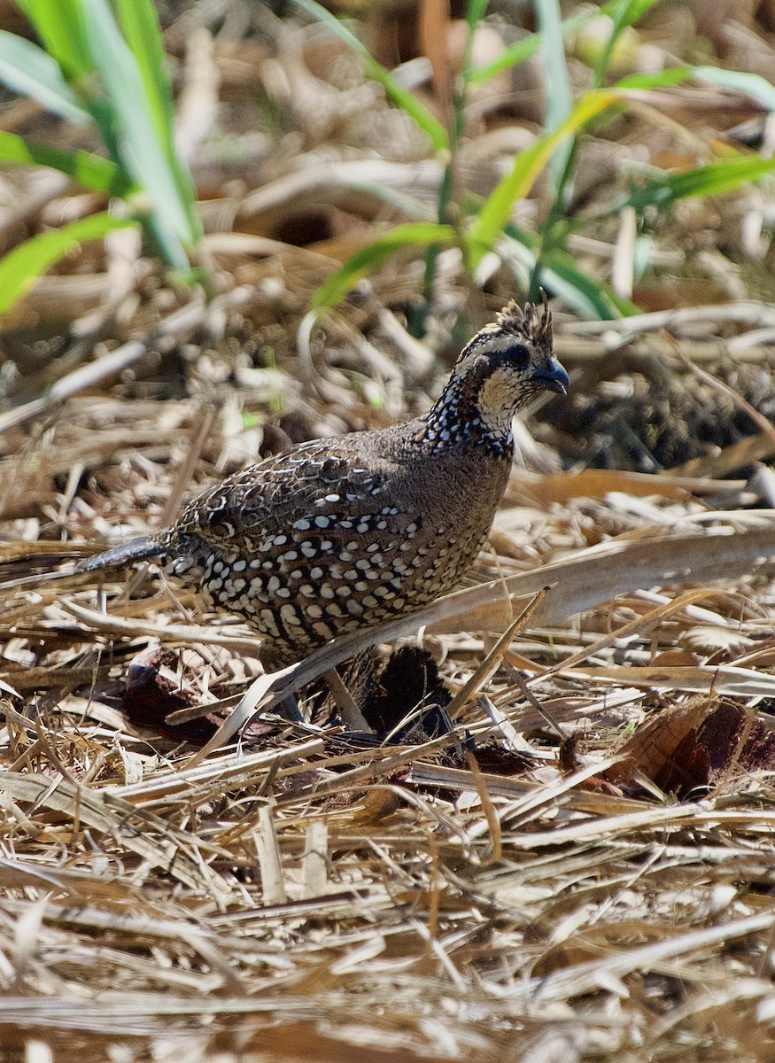 Spot-bellied Bobwhite - ML654038564