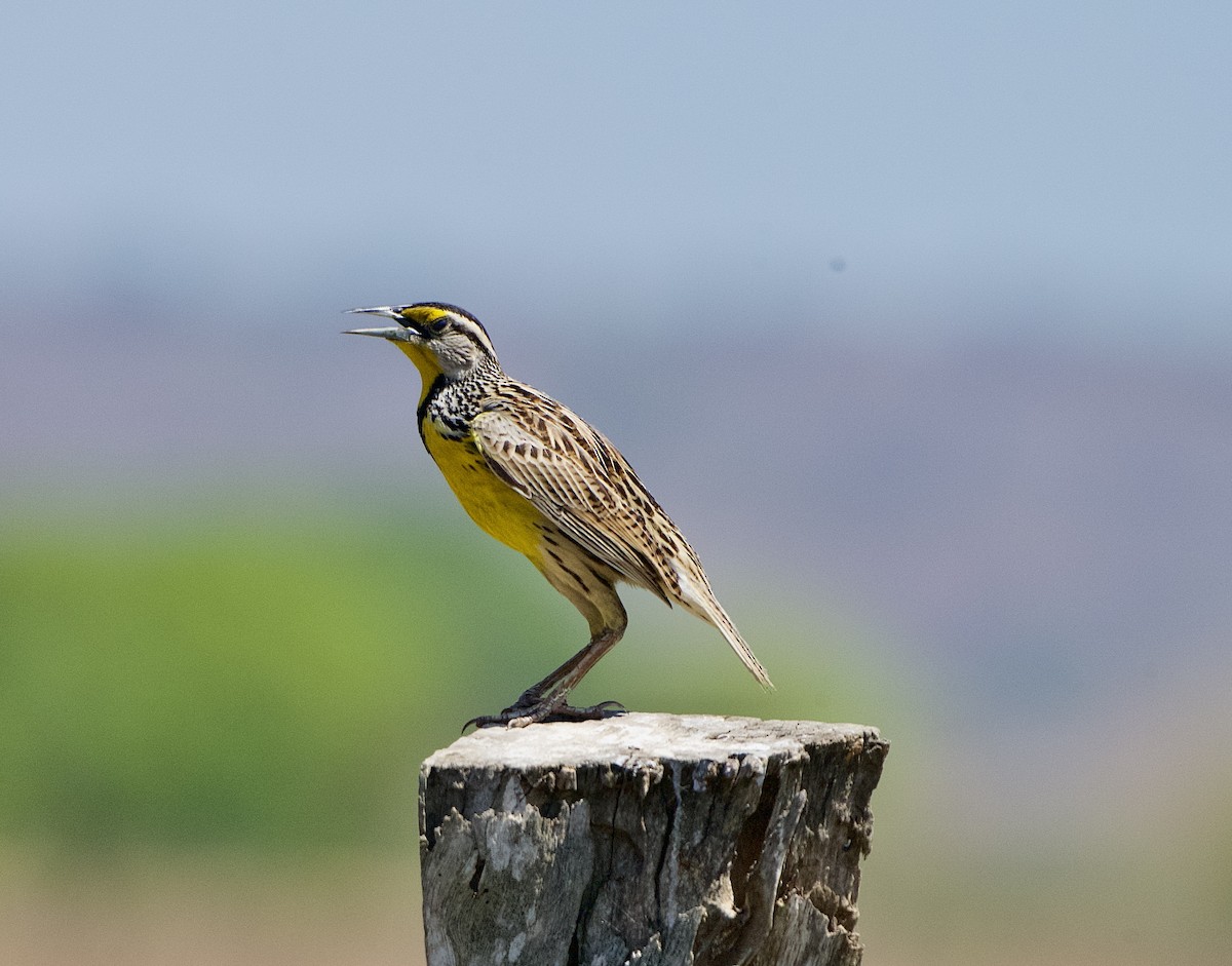 Eastern Meadowlark - ML654038607