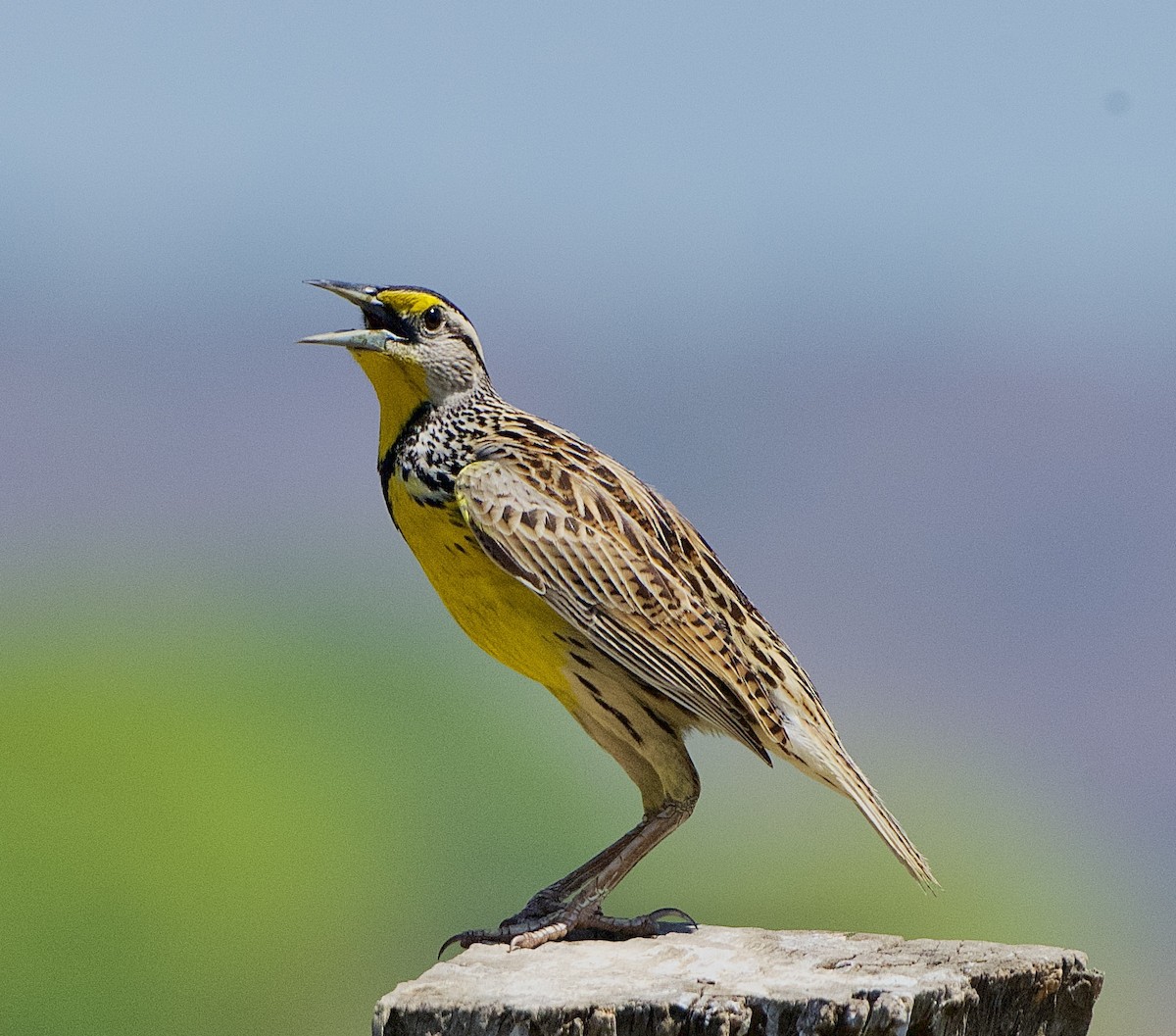 Eastern Meadowlark - ML654038815