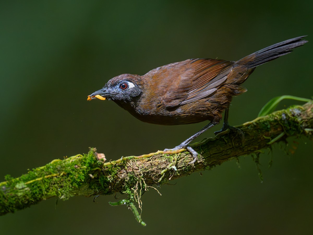 Blue-lored Antbird - Hafferia immaculata - Birds of the World