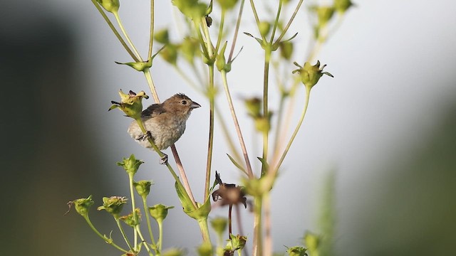 Indigo Bunting - ML654039802