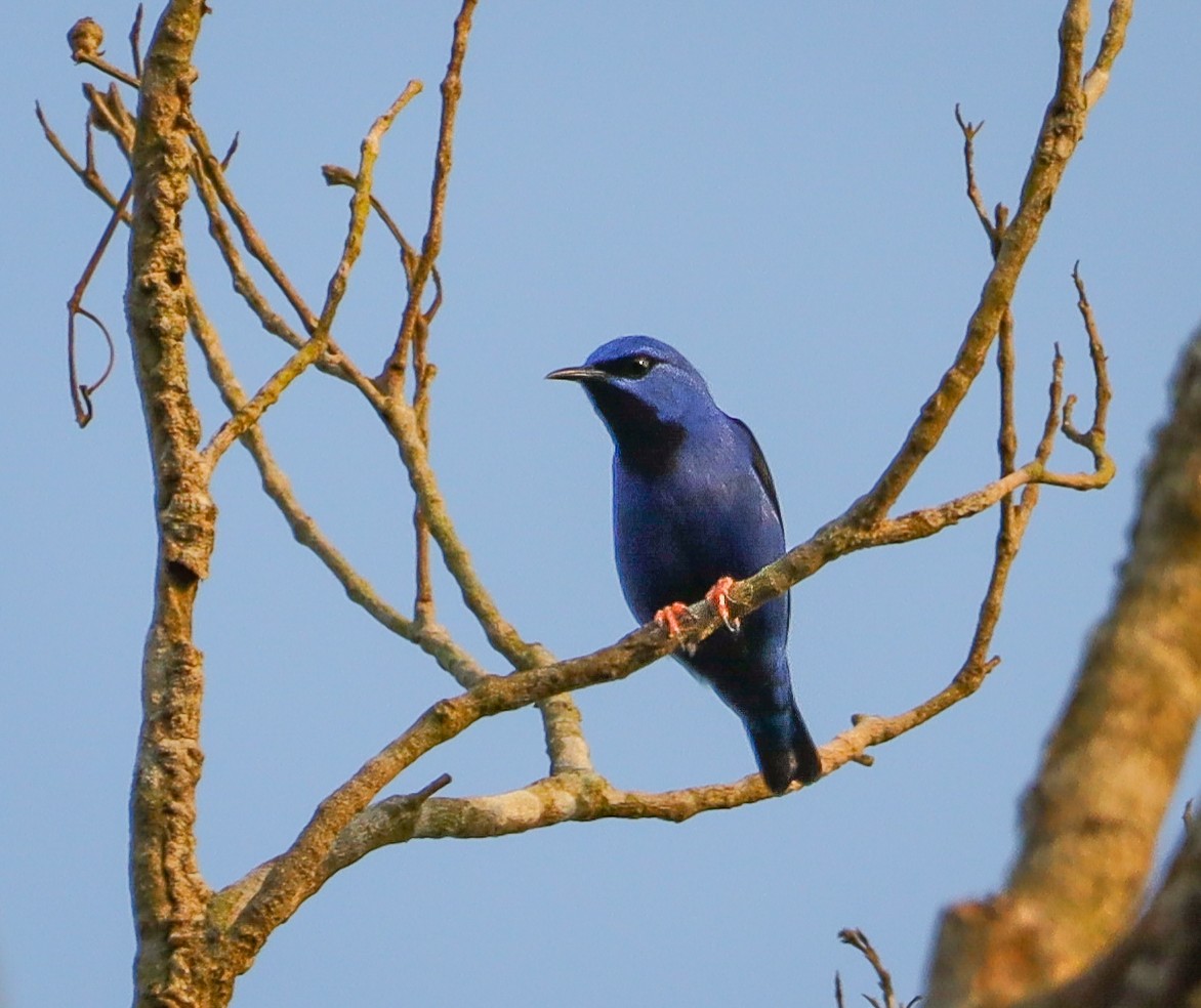 Short-billed Honeycreeper - ML654040784